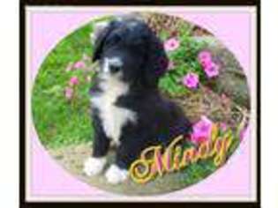 Newfoundland Puppy for sale in Newcomerstown, OH, USA