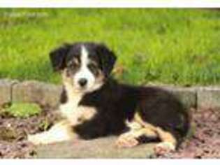 Border Collie Puppy for sale in Sharon, MA, USA