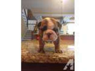 Bulldog Puppy for sale in KNOXVILLE, TN, USA