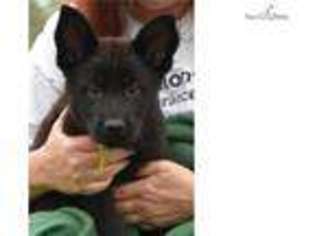 German Shepherd Dog Puppy for sale in Denver, CO, USA