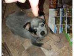 Australian Cattle Dog Puppy for sale in Stites, ID, USA