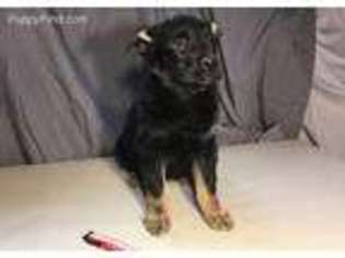 German Shepherd Dog Puppy for sale in Belle Fourche, SD, USA