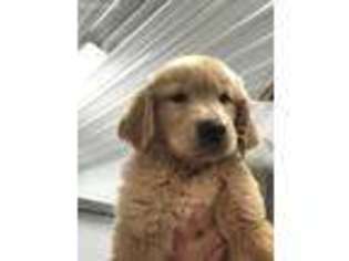 Golden Retriever Puppy for sale in Colton, SD, USA