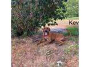 Rhodesian Ridgeback Puppy for sale in Bald Knob, AR, USA