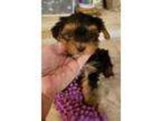 Yorkshire Terrier Puppy for sale in Dallas, TX, USA