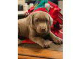 Labrador Retriever Puppy for sale in Rhome, TX, USA