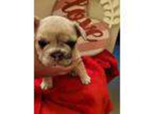 French Bulldog Puppy for sale in Sunnyside, WA, USA