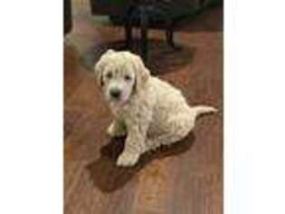 Goldendoodle Puppy for sale in Corsicana, TX, USA