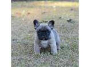 French Bulldog Puppy for sale in Franklinton, LA, USA
