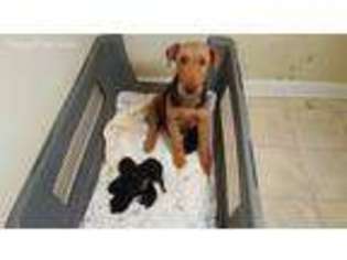 Airedale Terrier Puppy for sale in Fountain, NC, USA