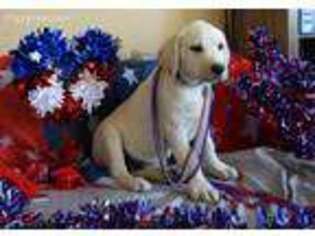 Labrador Retriever Puppy for sale in Heyburn, ID, USA