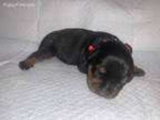 Rottweiler Puppy for sale in Lake Elsinore, CA, USA