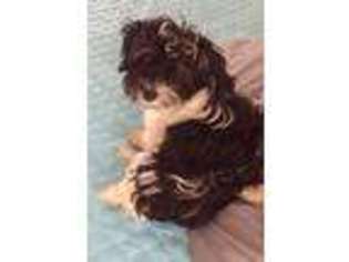 Havanese Puppy for sale in Rochester, NY, USA