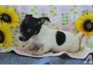Jack Russell Terrier Puppy for sale in JACKSONVILLE, GA, USA