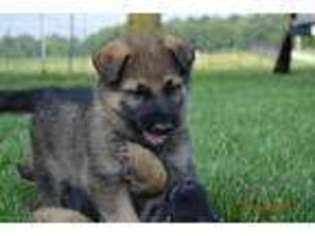 German Shepherd Dog Puppy for sale in Lancaster, OH, USA