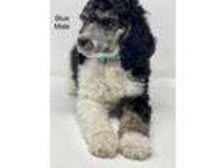 Mutt Puppy for sale in Columbus, MT, USA