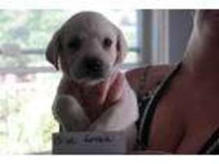 Labrador Retriever Puppy for sale in Garden City, MO, USA