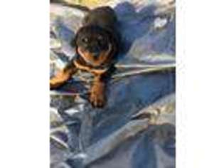 Rottweiler Puppy for sale in Fallbrook, CA, USA