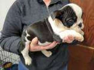 Bulldog Puppy for sale in Percival, IA, USA