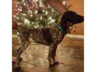 German Shorthaired Pointer Puppy for sale in Baytown, TX, USA