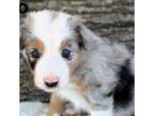 Border Collie Puppy for sale in Forsyth, GA, USA