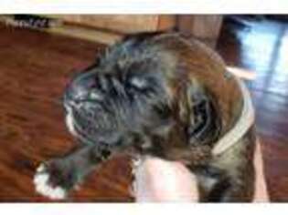 Leonberger Puppy for sale in Muskego, WI, USA