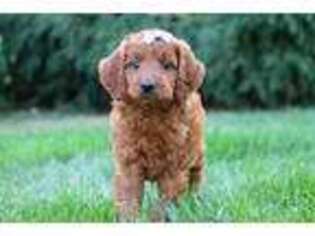 Irish Setter Puppy for sale in Apple Creek, OH, USA