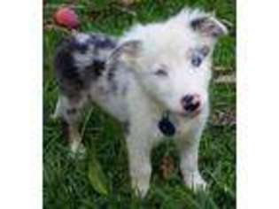 Border Collie Puppy for sale in Casper, WY, USA
