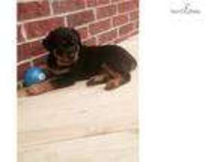 Rottweiler Puppy for sale in Jonesboro, AR, USA