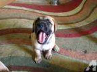 Mastiff Puppy for sale in RAYMOND, OH, USA