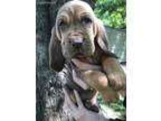 Bloodhound Puppy for sale in Nash, TX, USA