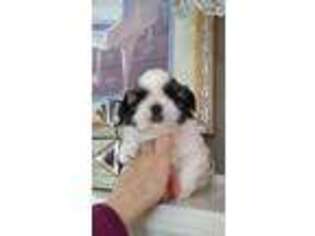 Mutt Puppy for sale in Lees Summit, MO, USA
