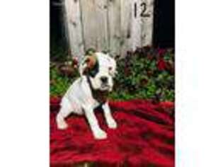 Boxer Puppy for sale in Saint Ignatius, MT, USA