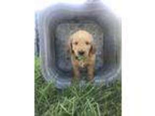 Goldendoodle Puppy for sale in Houston, MO, USA