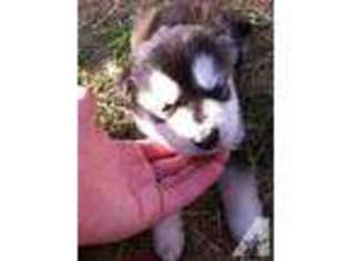 Alaskan Malamute Puppy for sale in DENHAM, IN, USA