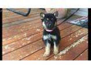 German Shepherd Dog Puppy for sale in Rock Hill, SC, USA