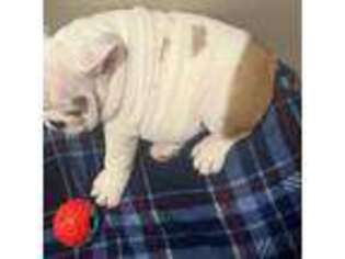 Bulldog Puppy for sale in Dallas, NC, USA
