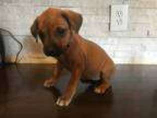 Rhodesian Ridgeback Puppy for sale in Lowville, NY, USA