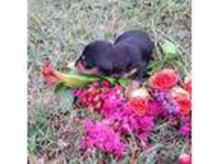 Dachshund Puppy for sale in Choctaw, OK, USA