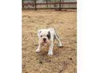Olde English Bulldogge Puppy for sale in Lakewood, WA, USA