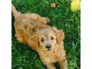 Goldendoodle Puppy for sale in Milton Freewater, OR, USA