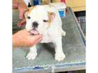 Bulldog Puppy for sale in Fairfield, IA, USA