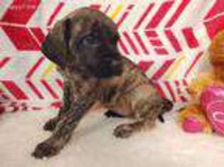 Mastiff Puppy for sale in Warren, TX, USA