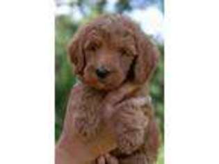 Goldendoodle Puppy for sale in Blanchard, OK, USA