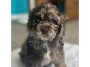 Cocker Spaniel Puppy for sale in Norman, OK, USA