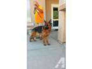 German Shepherd Dog Puppy for sale in GLENDALE, AZ, USA