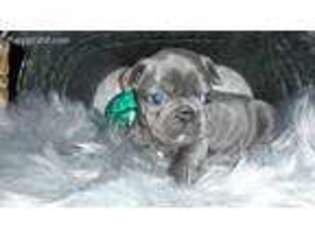 French Bulldog Puppy for sale in Roanoke, AL, USA