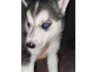 Siberian Husky Puppy for sale in Everett, WA, USA