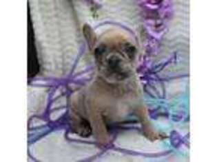 French Bulldog Puppy for sale in Weaubleau, MO, USA