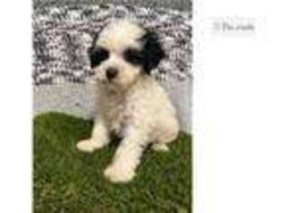 Shih-Poo Puppy for sale in Springfield, MO, USA